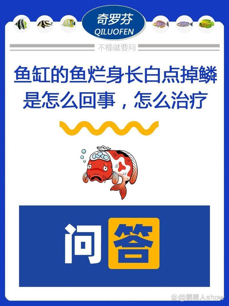 魚鱗腐爛會自愈嗎，魚鱗腐爛是否會自愈 魚鱗腐爛會自愈嗎，魚鱗腐爛是否會自愈 龍魚百科 第2張