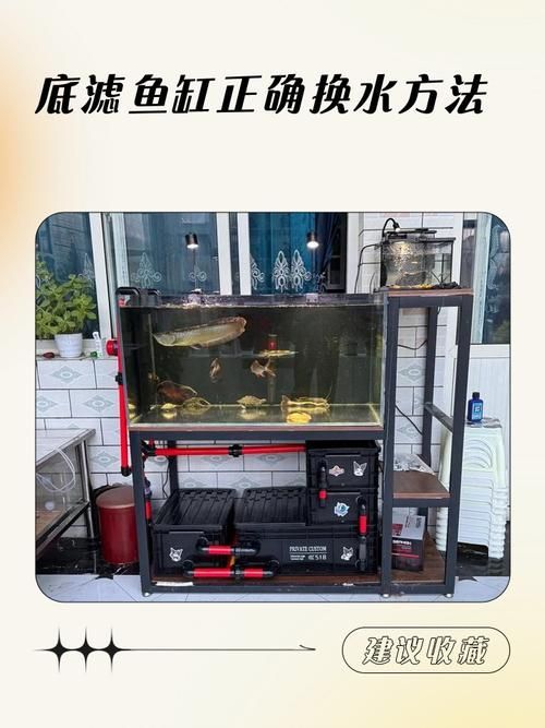 60公分金龍魚飼養方法 60公分金龍魚飼養方法 龍魚百科 第3張