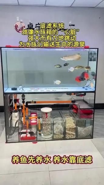 60公分金龍魚飼養方法 60公分金龍魚飼養方法 龍魚百科 第5張