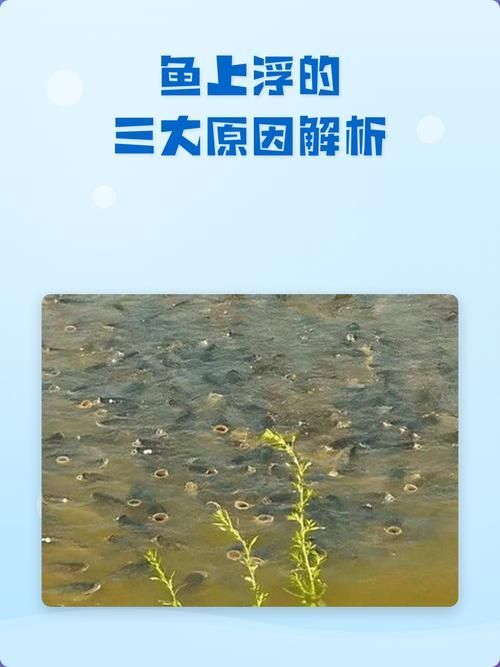 如何判斷魚類是否浮頭，如何判斷魚類浮頭 如何判斷魚類是否浮頭，如何判斷魚類浮頭 龍魚百科 第4張