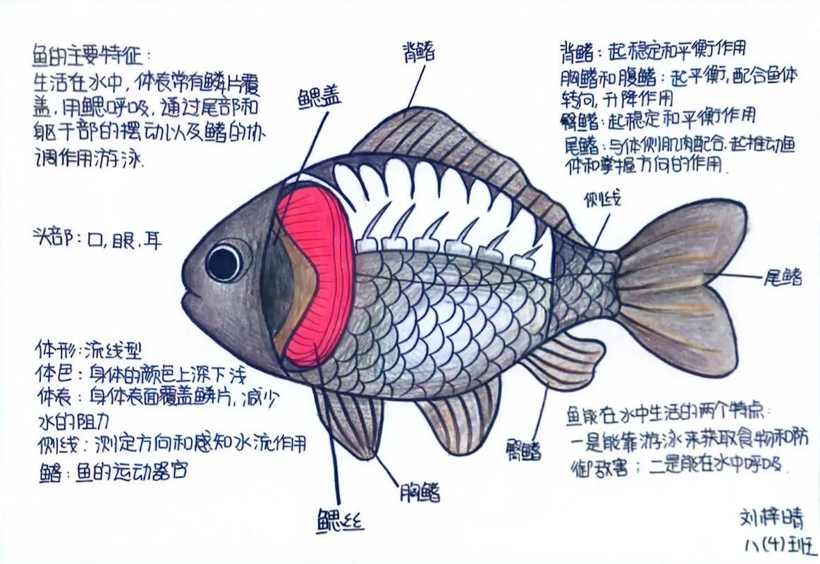如何判斷魚類是否浮頭，如何判斷魚類浮頭 如何判斷魚類是否浮頭，如何判斷魚類浮頭 龍魚百科 第2張