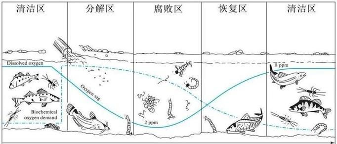 如何判斷魚類是否浮頭，如何判斷魚類浮頭 如何判斷魚類是否浮頭，如何判斷魚類浮頭 龍魚百科 第6張