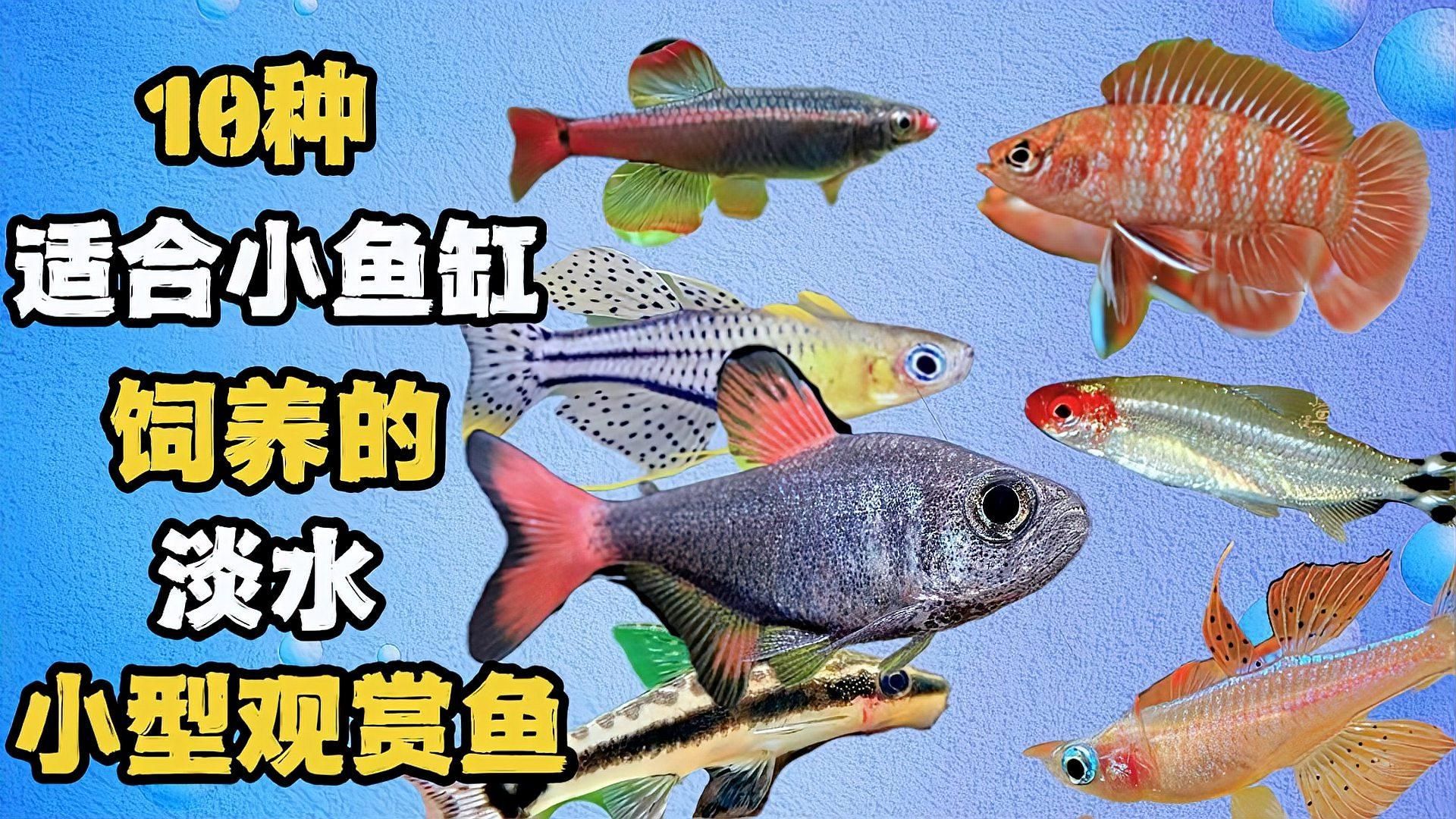這個尺寸的魚缸能養什么魚？ 這個尺寸的魚缸能養什么魚？ 龍魚百科 第1張