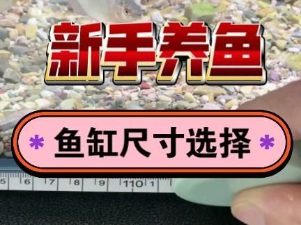 這個尺寸的魚缸能養什么魚？ 這個尺寸的魚缸能養什么魚？ 龍魚百科 第2張