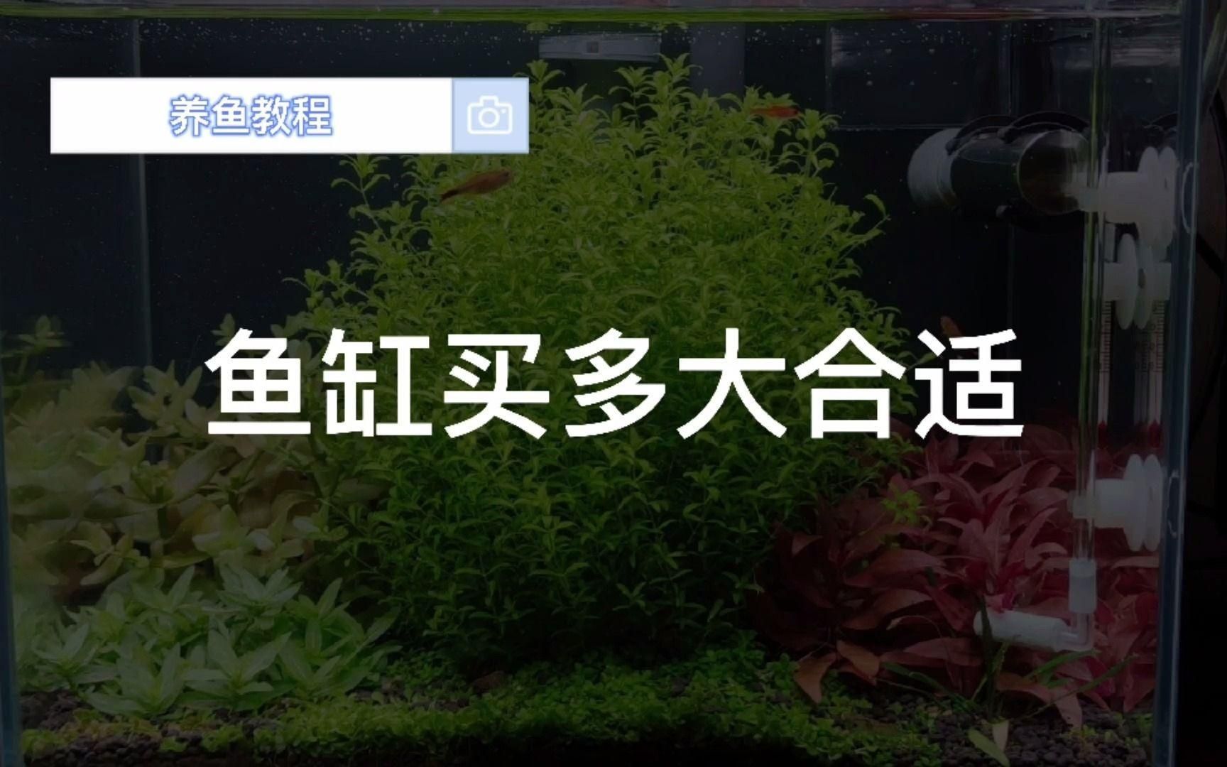 有哪些魚缸尺寸禁忌，新手養魚之魚缸尺寸的選擇 有哪些魚缸尺寸禁忌，新手養魚之魚缸尺寸的選擇 龍魚百科 第2張