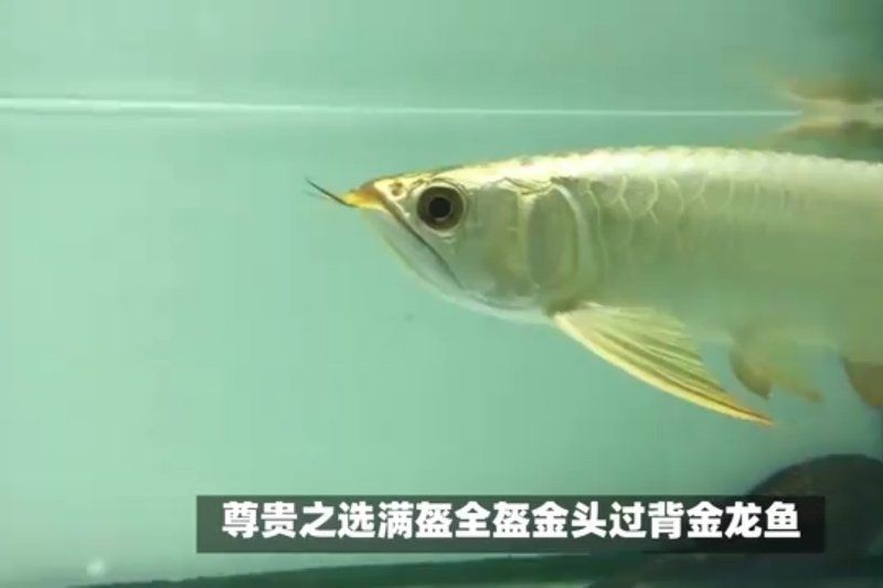 祥龍魚場有哪幾種龍魚？，廣州龍魚祥龍魚場 祥龍魚場有哪幾種龍魚？，廣州龍魚祥龍魚場 龍魚百科 第2張