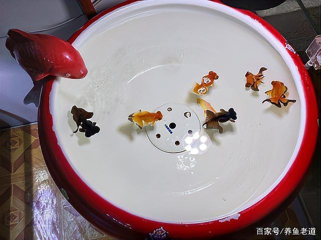 如何判斷蝶尾金魚是否患病，如何判斷金魚是否患病 如何判斷蝶尾金魚是否患病，如何判斷金魚是否患病 龍魚百科 第5張