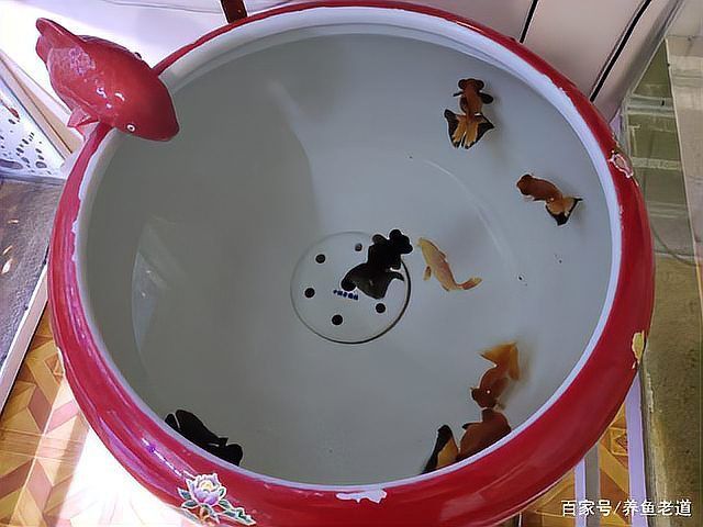 如何判斷蝶尾金魚是否患病，如何判斷金魚是否患病 如何判斷蝶尾金魚是否患病，如何判斷金魚是否患病 龍魚百科 第6張