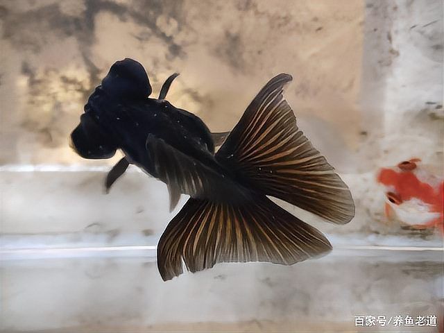 如何判斷蝶尾金魚是否患病，如何判斷金魚是否患病 如何判斷蝶尾金魚是否患病，如何判斷金魚是否患病 龍魚百科 第8張