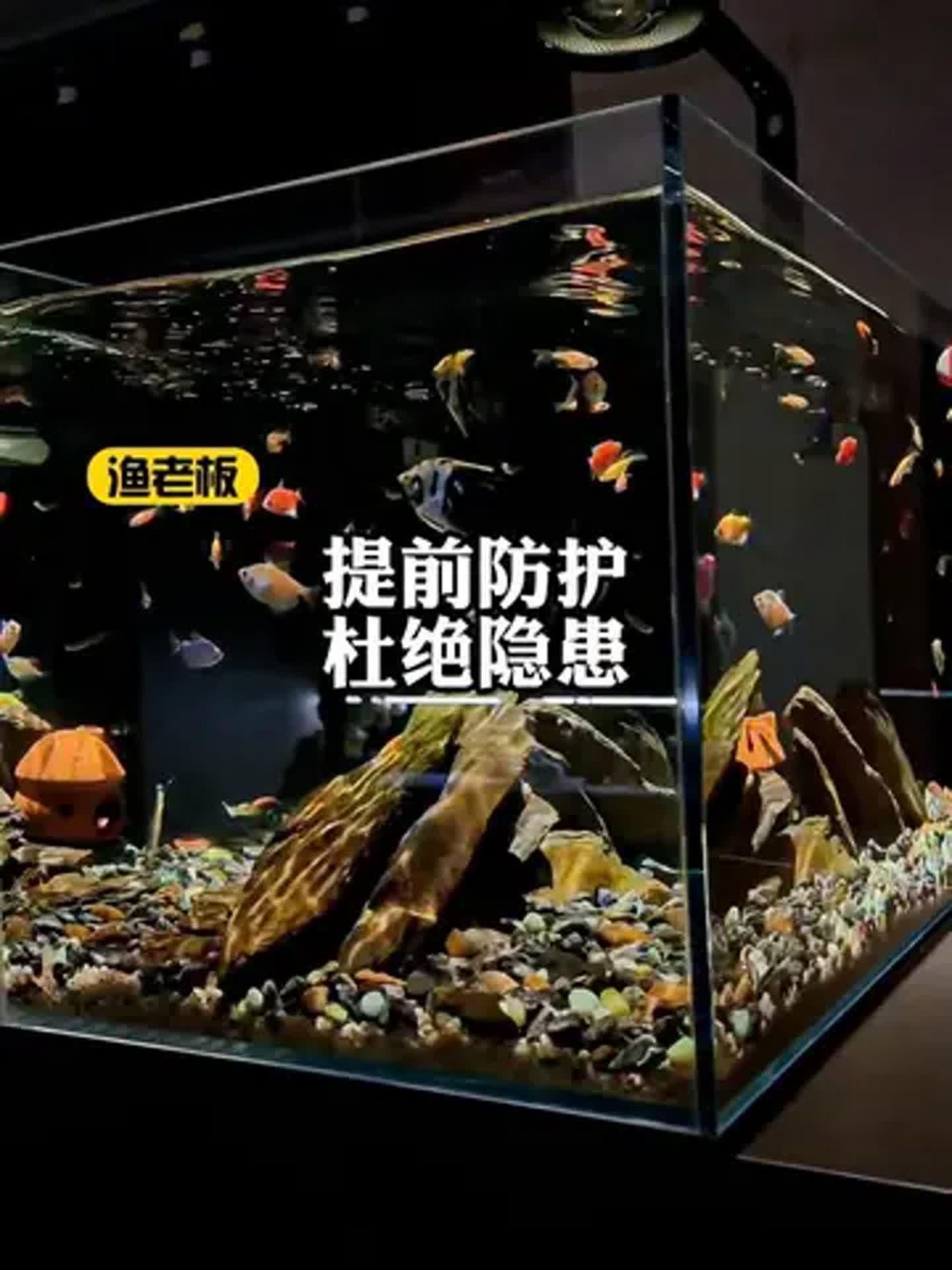 如何判斷魚是否還能救，判斷魚是否還能救，關鍵在于快速識別其生命體征和異常行為 如何判斷魚是否還能救，判斷魚是否還能救，關鍵在于快速識別其生命體征和異常行為 龍魚百科