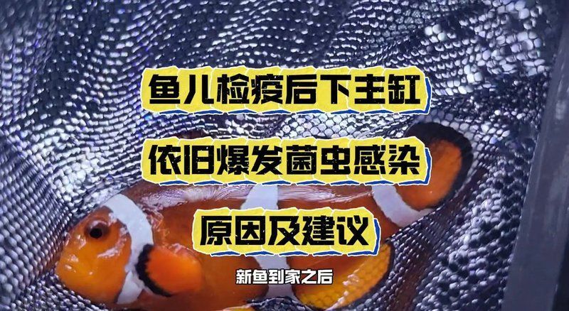 如何預防魚缸真菌感染，arxiv論文助手（arxiv論文助手）真菌感染指南 如何預防魚缸真菌感染，arxiv論文助手（arxiv論文助手）真菌感染指南 龍魚百科 第7張