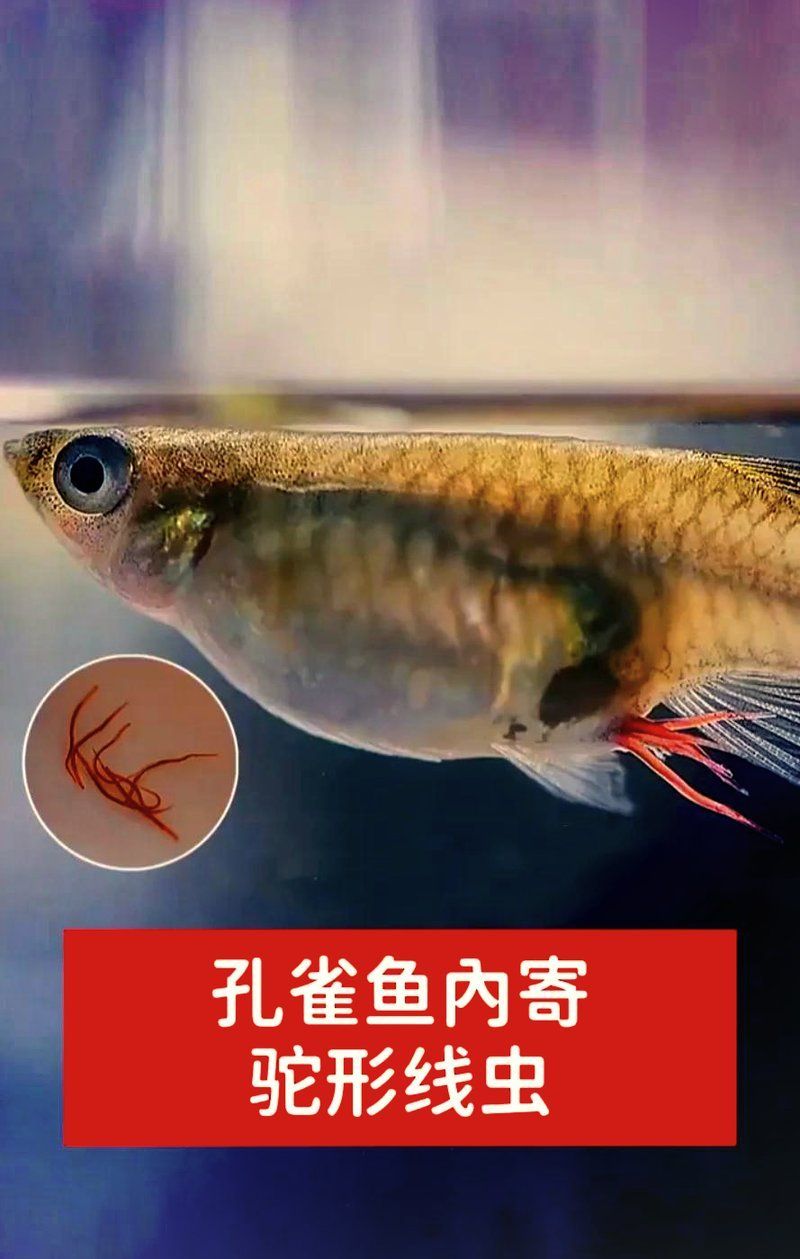 有哪些常見的魚類寄生蟲，銀龍魚翻鰓癥手術(shù)費(fèi)用大概是多少銀龍魚翻鰓癥手術(shù)費(fèi)用大概多少 有哪些常見的魚類寄生蟲，銀龍魚翻鰓癥手術(shù)費(fèi)用大概是多少銀龍魚翻鰓癥手術(shù)費(fèi)用大概多少 龍魚百科 第3張