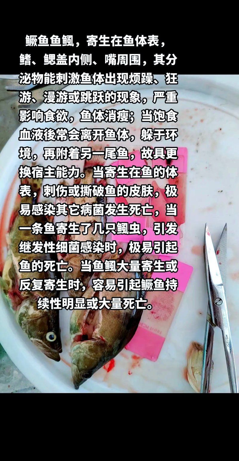 有哪些常見的魚類寄生蟲，銀龍魚翻鰓癥手術(shù)費(fèi)用大概是多少銀龍魚翻鰓癥手術(shù)費(fèi)用大概多少 有哪些常見的魚類寄生蟲，銀龍魚翻鰓癥手術(shù)費(fèi)用大概是多少銀龍魚翻鰓癥手術(shù)費(fèi)用大概多少 龍魚百科 第2張