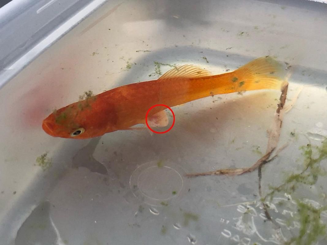 治療觀賞魚眼睛白膜復發需要多久，關于觀賞魚眼睛白膜復發的問題 治療觀賞魚眼睛白膜復發需要多久，關于觀賞魚眼睛白膜復發的問題 龍魚百科 第3張