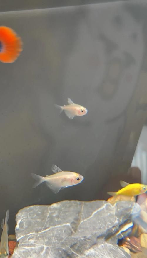 治療觀賞魚眼睛白膜復發需要多久，關于觀賞魚眼睛白膜復發的問題 治療觀賞魚眼睛白膜復發需要多久，關于觀賞魚眼睛白膜復發的問題 龍魚百科 第4張