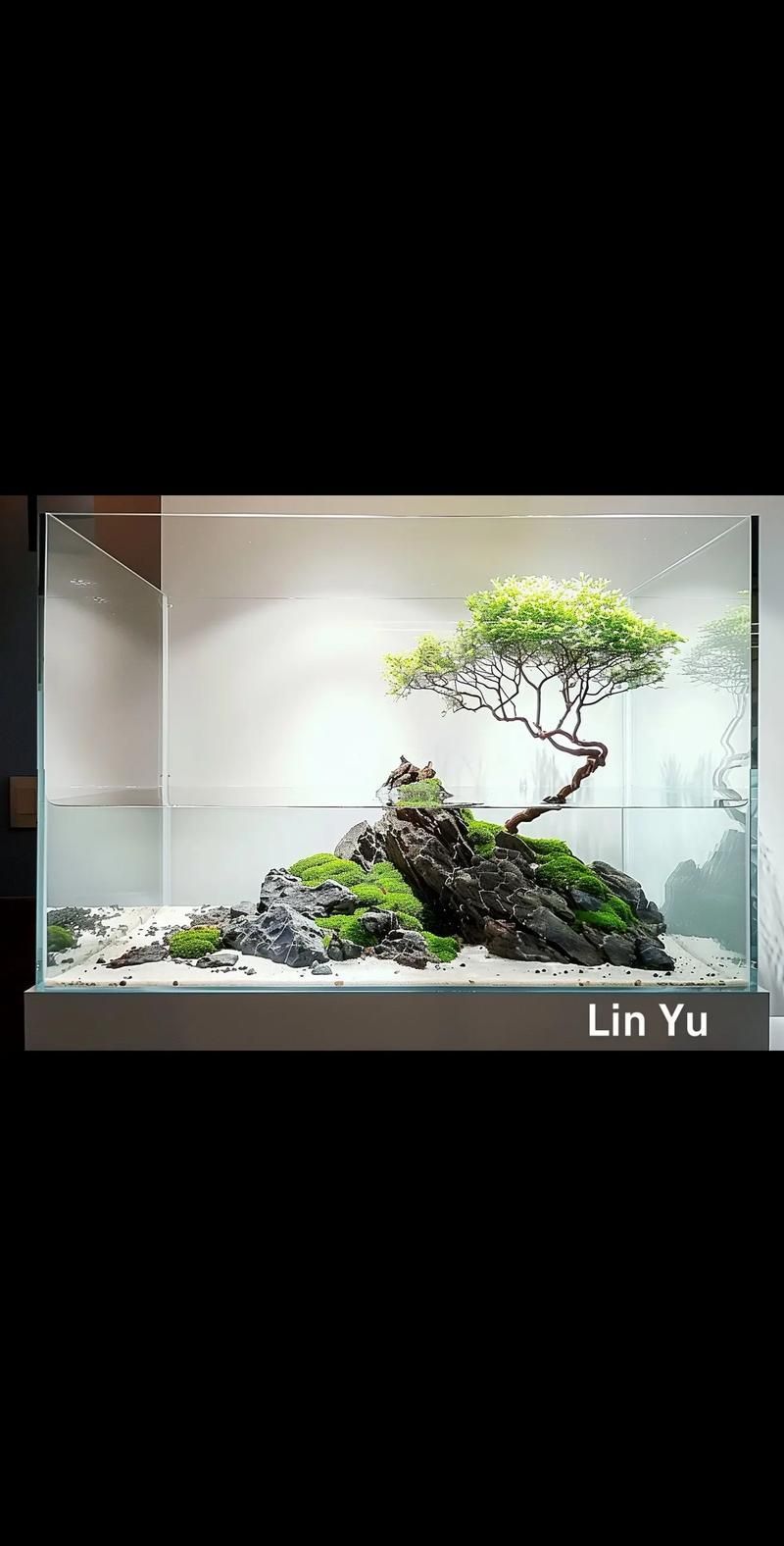 能否提供一張更詳細的造景圖，一張“詳細”的造景圖要素清單 能否提供一張更詳細的造景圖，一張“詳細”的造景圖要素清單 龍魚百科 第5張