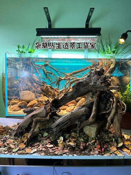 能否提供一張更詳細的造景圖，一張“詳細”的造景圖要素清單 能否提供一張更詳細的造景圖，一張“詳細”的造景圖要素清單 龍魚百科 第16張