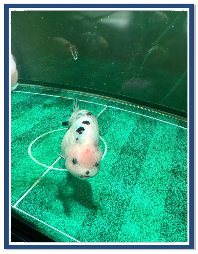 如何預防魚身上發紅充血，arxiv論文助手未返回有效英文研究：魚體發紅充血的科學病因、權威預防措施 如何預防魚身上發紅充血，arxiv論文助手未返回有效英文研究：魚體發紅充血的科學病因、權威預防措施 龍魚百科 第4張