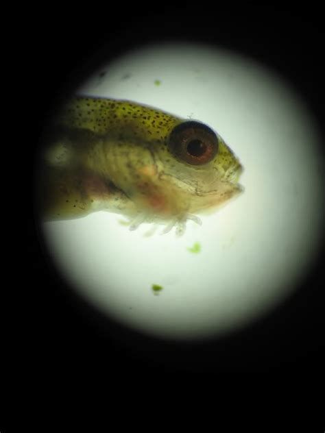 龍魚抖鰭是小瓜蟲嗎,龍魚抖鰭是小瓜蟲嗎龍魚抖鰭是小瓜蟲嗎 龍魚百科 第2張 龍魚抖鰭是小瓜蟲嗎,龍魚抖鰭是小瓜蟲嗎龍魚抖鰭是小瓜蟲嗎 龍魚抖鰭是小瓜蟲嗎,龍魚抖鰭是小瓜蟲嗎龍魚抖鰭是小瓜蟲嗎 龍魚百科 第2張