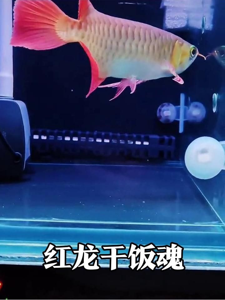 還有哪些紅龍魚視頻受歡迎，熱門紅龍魚主題視頻類型及代表作品詳解 還有哪些紅龍魚視頻受歡迎，熱門紅龍魚主題視頻類型及代表作品詳解 龍魚百科 第2張