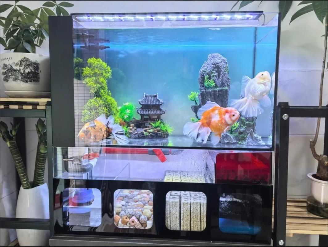 如何選擇適合的魚缸濾材？，選擇適合的魚缸濾材 如何選擇適合的魚缸濾材？，選擇適合的魚缸濾材 龍魚百科 第2張