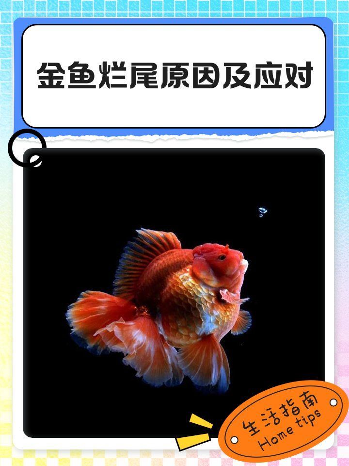 如何判斷龍睛金魚是否感染爛尾病 如何判斷龍睛金魚是否感染爛尾病 龍魚百科 第2張
