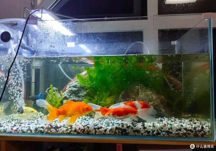 如何判斷森森魚缸的質量?,判斷森森魚缸的質量,核心在于從玻璃材質、結構工藝、過濾系統、細節設計與用戶真實反饋 龍魚百科 第6張 如何判斷森森魚缸的質量?,判斷森森魚缸的質量,核心在于從玻璃材質、結構工藝、過濾系統、細節設計與用戶真實反饋 如何判斷森森魚缸的質量?,判斷森森魚缸的質量,核心在于從玻璃材質、結構工藝、過濾系統、細節設計與用戶真實反饋 龍魚百科 第6張