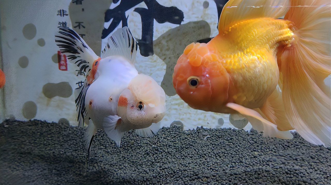 金魚細菌感染如何治療，金魚細菌感染治療用藥
