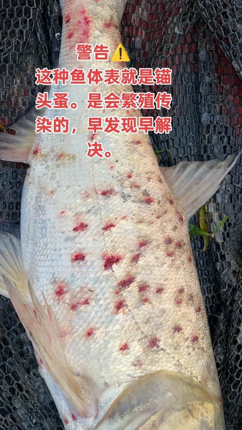 物理清除龍魚(yú)外寄生蟲(chóng)的步驟,物理清除龍魚(yú)外寄生蟲(chóng) 龍魚(yú)百科 第2張 物理清除龍魚(yú)外寄生蟲(chóng)的步驟,物理清除龍魚(yú)外寄生蟲(chóng) 物理清除龍魚(yú)外寄生蟲(chóng)的步驟,物理清除龍魚(yú)外寄生蟲(chóng) 龍魚(yú)百科 第2張