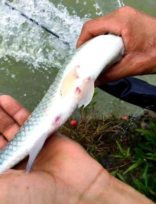 物理清除龍魚(yú)外寄生蟲(chóng)的步驟,物理清除龍魚(yú)外寄生蟲(chóng) 龍魚(yú)百科 第6張 物理清除龍魚(yú)外寄生蟲(chóng)的步驟,物理清除龍魚(yú)外寄生蟲(chóng) 物理清除龍魚(yú)外寄生蟲(chóng)的步驟,物理清除龍魚(yú)外寄生蟲(chóng) 龍魚(yú)百科 第6張