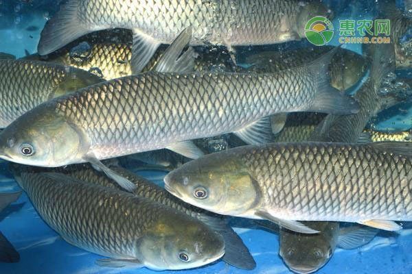 如何預(yù)防魚身上滲血，如何預(yù)防鯽魚身上滲血 如何預(yù)防魚身上滲血，如何預(yù)防鯽魚身上滲血 龍魚百科 第1張