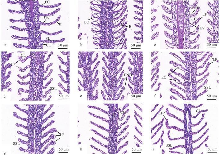 如何判斷魚是否碘伏中毒，arxiv論文助手判斷魚是否碘伏中毒是否碘伏中毒 如何判斷魚是否碘伏中毒，arxiv論文助手判斷魚是否碘伏中毒是否碘伏中毒 龍魚百科 第3張