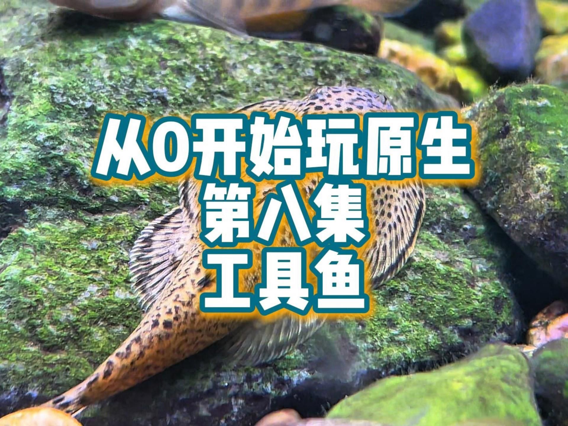 龍魚缸里可以放哪些工具魚？，龍魚缸工具魚的選擇 龍魚缸里可以放哪些工具魚？，龍魚缸工具魚的選擇 龍魚百科