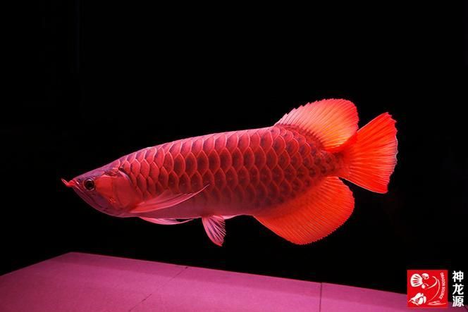 還有哪些知名的龍魚品牌？，馬來西亞知名龍魚品牌推薦的幾大知名龍魚品牌 還有哪些知名的龍魚品牌？，馬來西亞知名龍魚品牌推薦的幾大知名龍魚品牌 龍魚百科 第9張