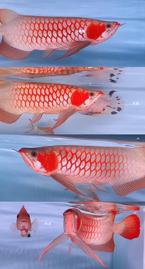 如何判斷白玉紅龍魚(yú)的品質(zhì)？，圖騰金龍魚(yú)的價(jià)格范圍是多少？ 如何判斷白玉紅龍魚(yú)的品質(zhì)？，圖騰金龍魚(yú)的價(jià)格范圍是多少？ 龍魚(yú)百科 第1張