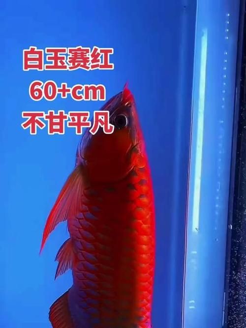 如何判斷白玉紅龍魚(yú)的品質(zhì)？，圖騰金龍魚(yú)的價(jià)格范圍是多少？ 如何判斷白玉紅龍魚(yú)的品質(zhì)？，圖騰金龍魚(yú)的價(jià)格范圍是多少？ 龍魚(yú)百科 第6張