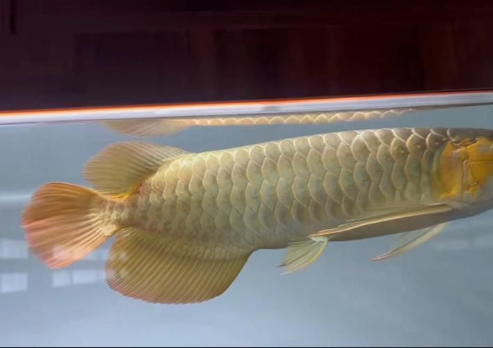 如何判斷白玉紅龍魚(yú)的品質(zhì)？，圖騰金龍魚(yú)的價(jià)格范圍是多少？ 如何判斷白玉紅龍魚(yú)的品質(zhì)？，圖騰金龍魚(yú)的價(jià)格范圍是多少？ 龍魚(yú)百科 第3張