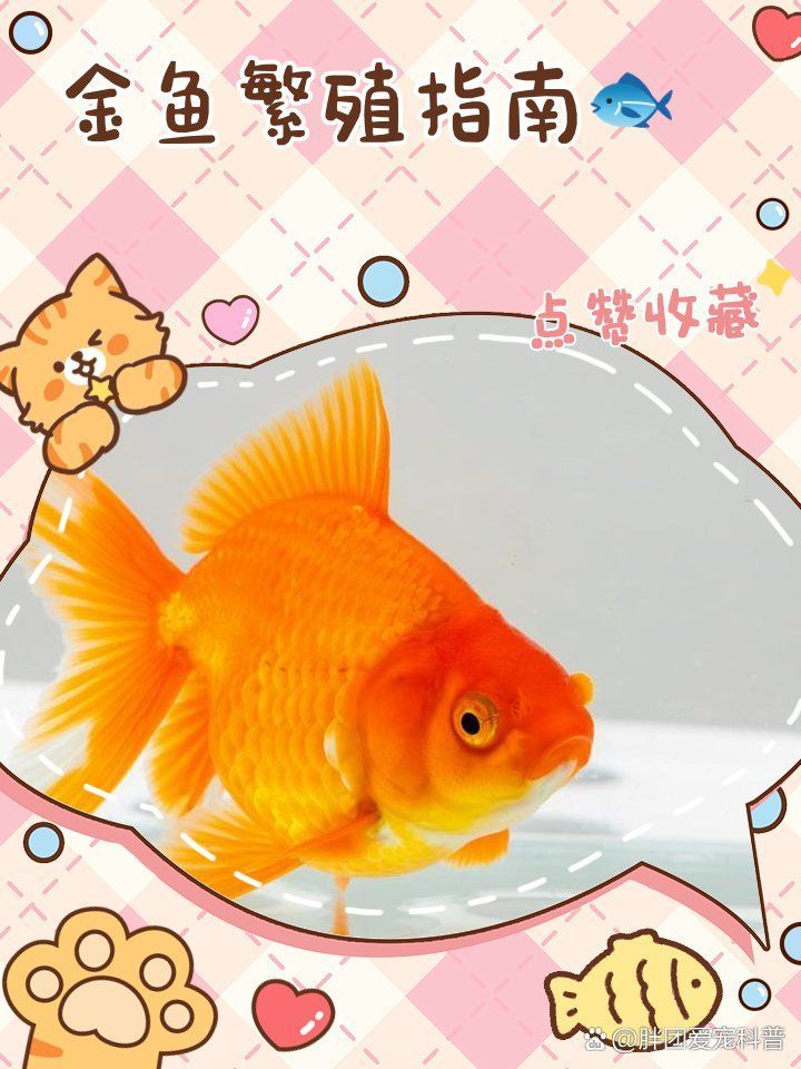 如何為金魚準(zhǔn)備繁殖缸，金魚繁殖指南