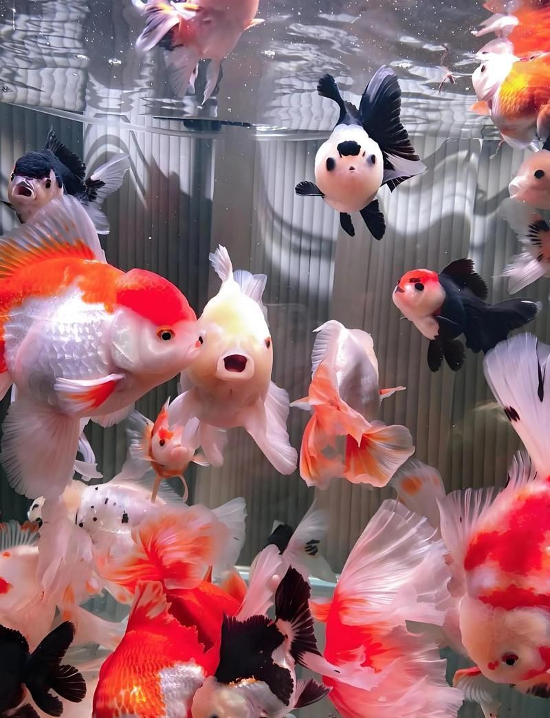 如何為金魚準(zhǔn)備繁殖缸，金魚繁殖指南