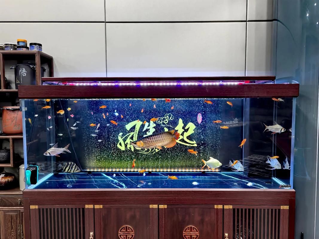 彩鰈和森森哪個更適合龍魚飼養? 龍魚百科 第5張 彩鰈和森森哪個更適合龍魚飼養? 彩鰈和森森哪個更適合龍魚飼養? 龍魚百科 第5張