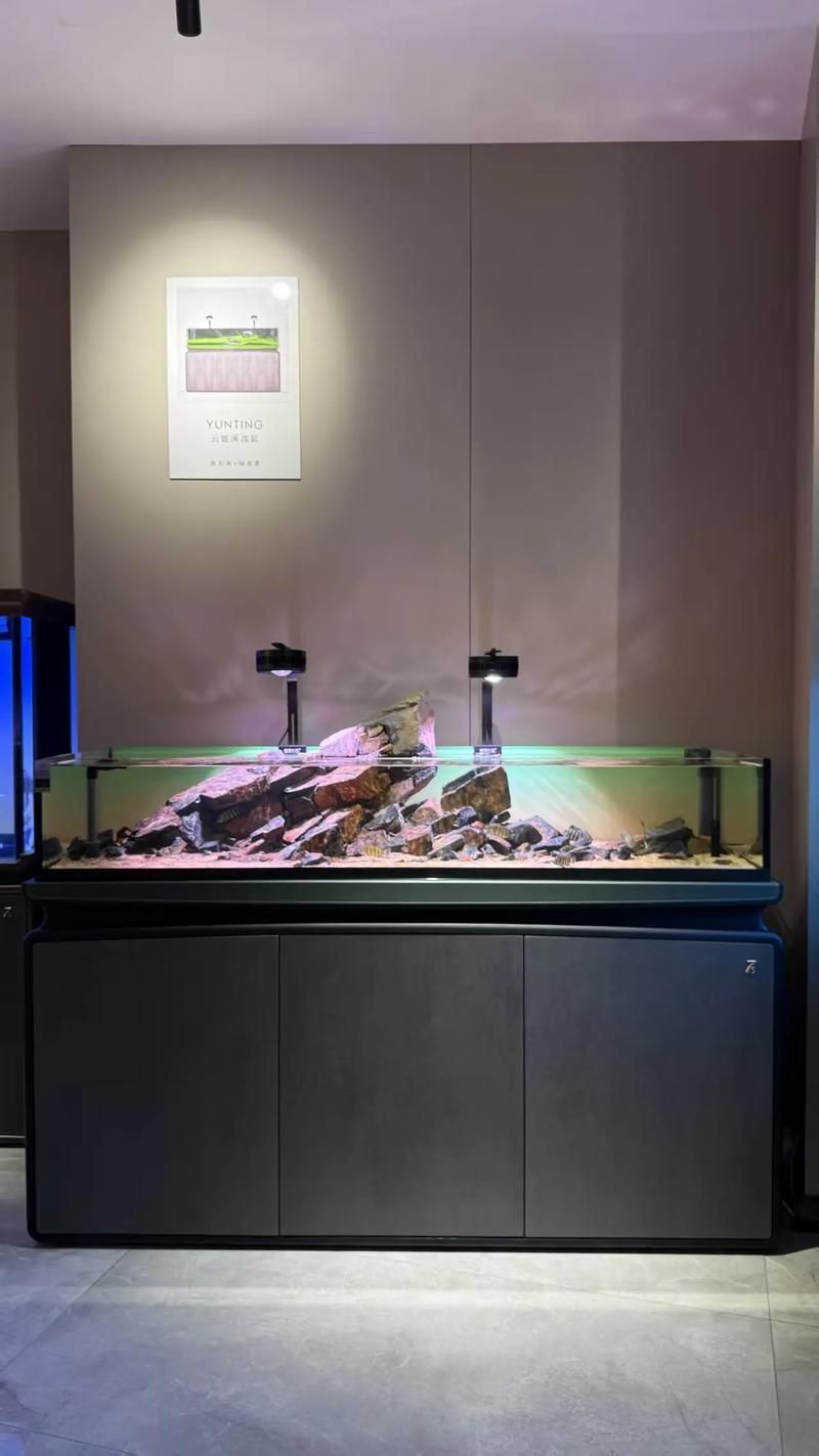 彩鰈和森森哪個更適合龍魚飼養? 龍魚百科 第4張 彩鰈和森森哪個更適合龍魚飼養? 彩鰈和森森哪個更適合龍魚飼養? 龍魚百科 第4張