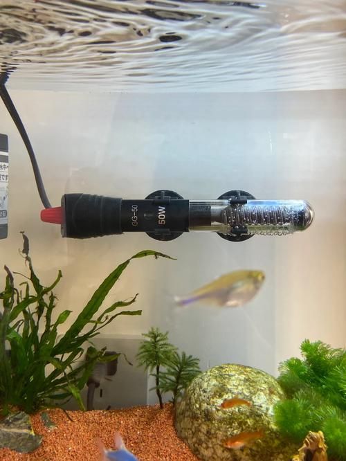 彩鰈和森森哪個更適合龍魚飼養? 龍魚百科 第9張 彩鰈和森森哪個更適合龍魚飼養? 彩鰈和森森哪個更適合龍魚飼養? 龍魚百科 第9張