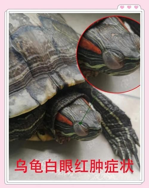 家庭飼養鱉的常見疾病有哪些，家庭飼養鱉（中華鱉（中華鱉）的常見疾病包括五類疾病 家庭飼養鱉的常見疾病有哪些，家庭飼養鱉（中華鱉（中華鱉）的常見疾病包括五類疾病 龍魚百科 第2張