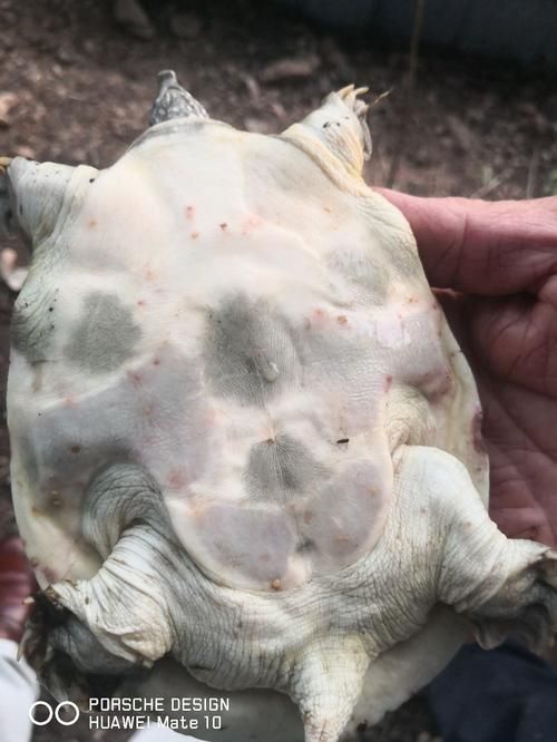 家庭飼養鱉的常見疾病有哪些，家庭飼養鱉（中華鱉（中華鱉）的常見疾病包括五類疾病 家庭飼養鱉的常見疾病有哪些，家庭飼養鱉（中華鱉（中華鱉）的常見疾病包括五類疾病 龍魚百科 第9張