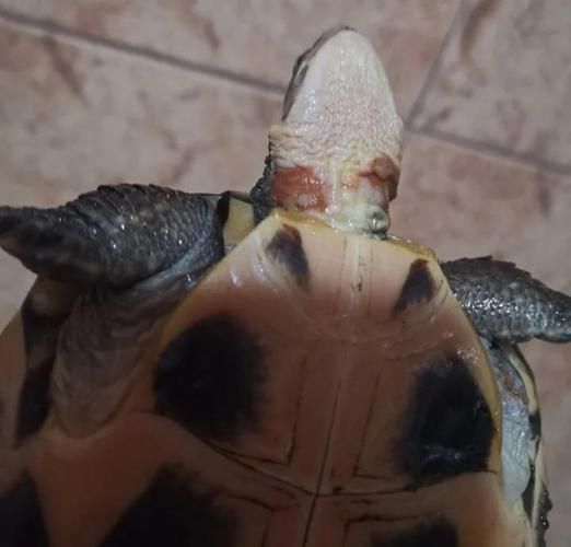 家庭飼養鱉的常見疾病有哪些，家庭飼養鱉（中華鱉（中華鱉）的常見疾病包括五類疾病 家庭飼養鱉的常見疾病有哪些，家庭飼養鱉（中華鱉（中華鱉）的常見疾病包括五類疾病 龍魚百科 第11張