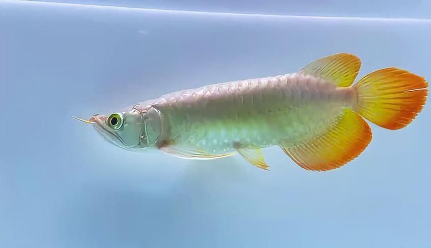 祥龍魚場哪個系列最受歡迎？，探討祥龍魚場哪個系列最受歡迎赫舞紅龍魚價格是多少 祥龍魚場哪個系列最受歡迎？，探討祥龍魚場哪個系列最受歡迎赫舞紅龍魚價格是多少 龍魚百科 第1張