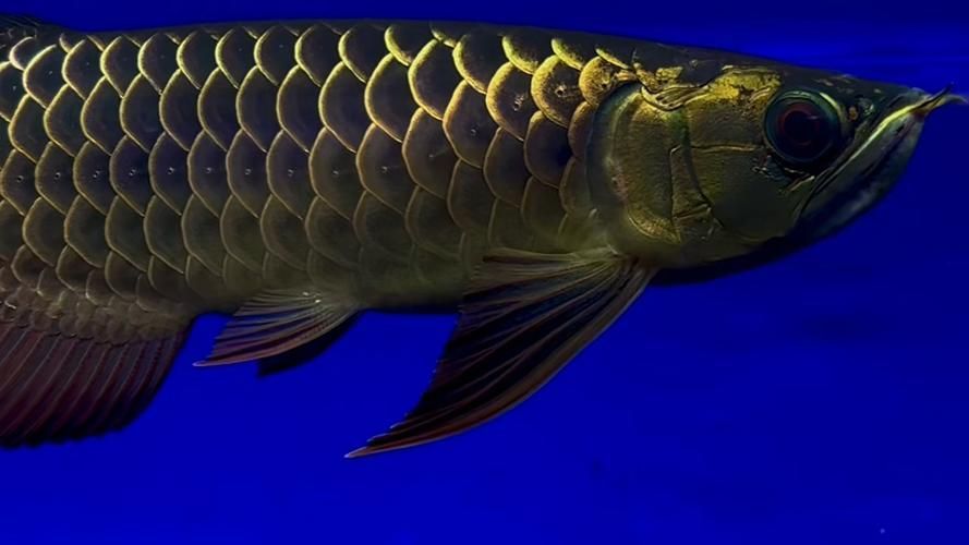 如何挑選最靚的古典過背金龍魚