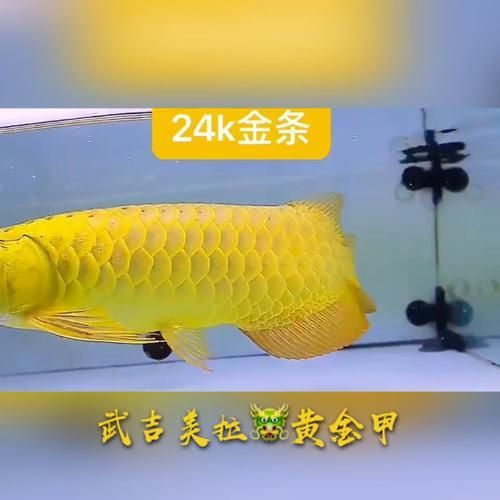 如何鑒別金頭過背的金頭純度，如何判斷金頭純度？ 如何鑒別金頭過背的金頭純度，如何判斷金頭純度？ 龍魚百科 第5張