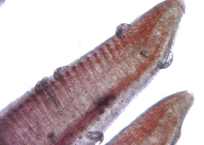 如何改善水質以預防寄生蟲性爛鰓病，—生態調控—生態調控—物理干預技術 如何改善水質以預防寄生蟲性爛鰓病，—生態調控—生態調控—物理干預技術 龍魚百科 第5張
