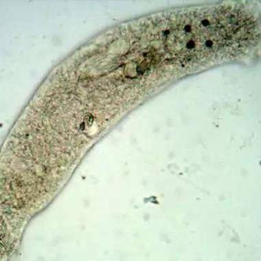 如何改善水質以預防寄生蟲性爛鰓病，—生態調控—生態調控—物理干預技術 如何改善水質以預防寄生蟲性爛鰓病，—生態調控—生態調控—物理干預技術 龍魚百科 第1張